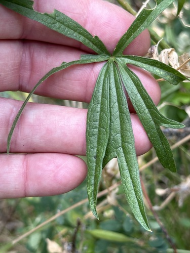 Sidalcea oregana (Oregon Checker-Mallow) (alternate view 5)