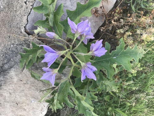 Solanum dimidiatum (western horsenettle) (alternate view 5)