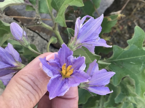 Solanum dimidiatum (western horsenettle) (alternate view 4)
