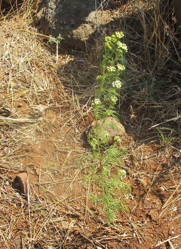 Tagetes minuta (wild marigold) (alternate view 5)