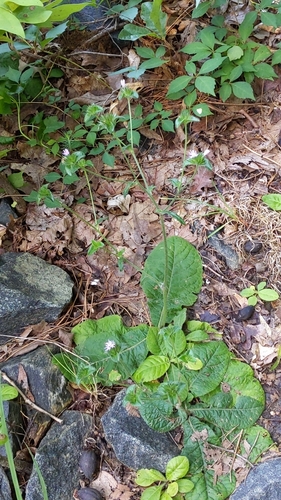 Elephantopus tomentosus (common elephant's-foot) (alternate view 3)