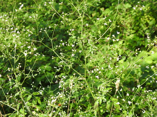Sison amomum (stone parsley)