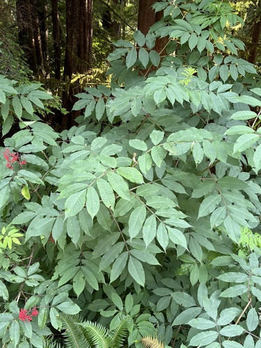 Sambucus racemosa (red elderberry)