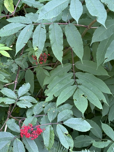 Sambucus racemosa (red elderberry)