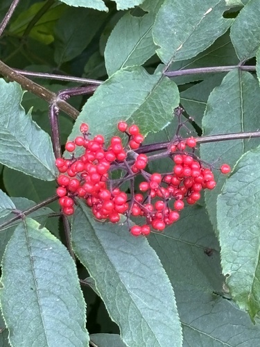 Sambucus racemosa (red elderberry)