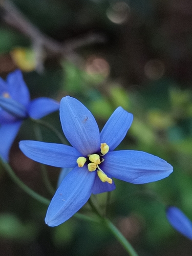 Stypandra glauca (nodding blue lily)