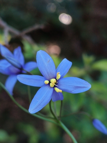 Stypandra glauca (nodding blue lily) (alternate view 2)