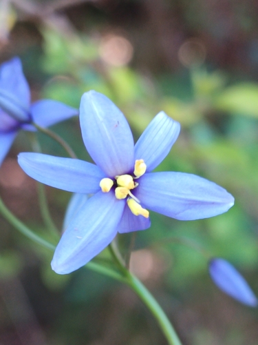 Stypandra glauca (nodding blue lily) (alternate view 3)