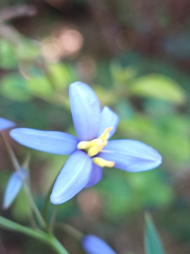 Stypandra glauca (nodding blue lily) (alternate view 4)