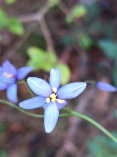 Stypandra glauca (nodding blue lily) (alternate view 5)