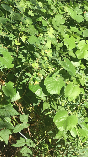 Vitis californica (California wild grape)