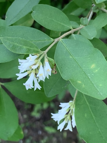 Ligustrum obtusifolium (border privet) (alternate view 7)