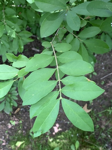 Ligustrum obtusifolium (border privet) (alternate view 6)