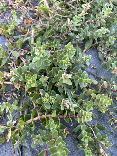 Honckenya peploides (Sea Sandwort)