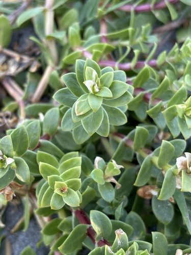 Honckenya peploides (Sea Sandwort)