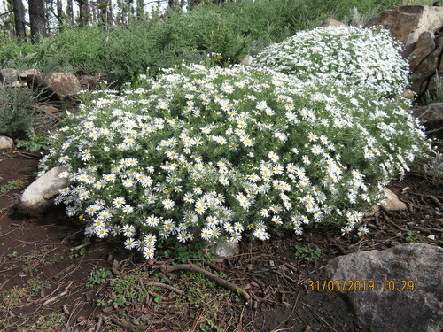 Argyranthemum (alternate view 2)