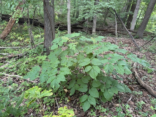 Aralia racemosa (American spikenard) (alternate view 5)