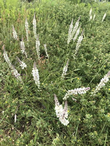 Plantago patagonica (alternate view 8)