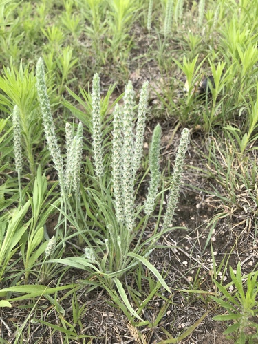 Plantago patagonica (alternate view 7)