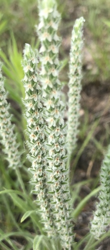 Plantago patagonica (alternate view 6)