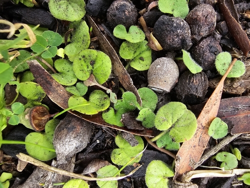 Dichondra repens (kidney weed) (alternate view 7)