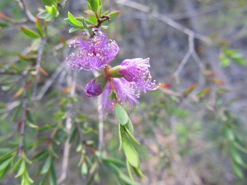 Melaleuca thymifolia (thyme honey-myrtle) (alternate view 4)