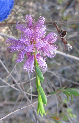 Melaleuca thymifolia (thyme honey-myrtle) (alternate view 3)