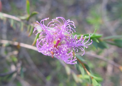 Melaleuca thymifolia (thyme honey-myrtle)
