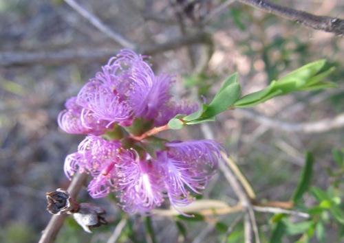 Melaleuca thymifolia (thyme honey-myrtle) (alternate view 2)