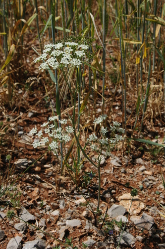 Bunium bulbocastanum (alternate view 4)