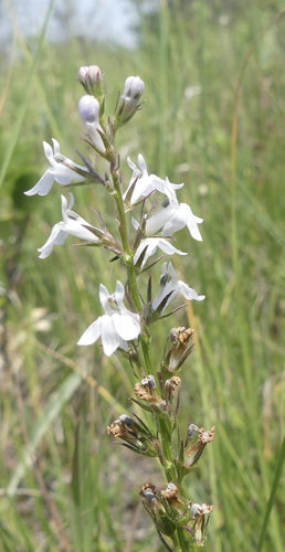 Lobelia spicata (pale-spiked lobelia) (alternate view 2)