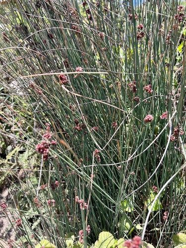 Juncus patens (Spreading Rush)