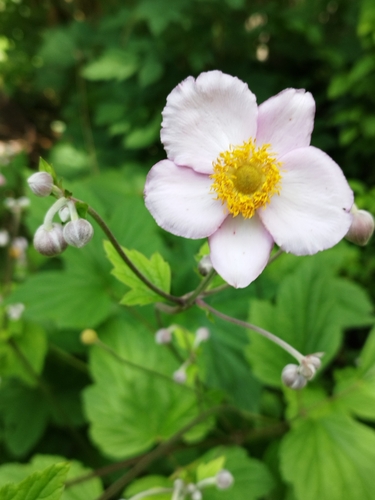 Eriocapitella (Fall-blooming anemones) (alternate view 10)