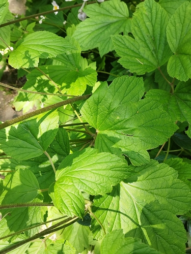 Eriocapitella (Fall-blooming anemones) (alternate view 11)