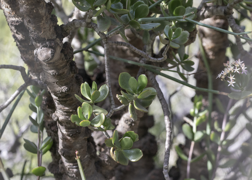 Crassula ovata (Jade Plant)
