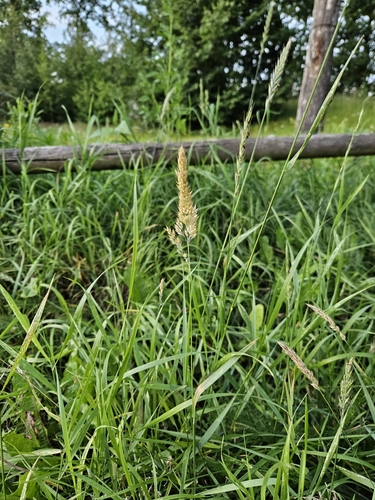 Holcus mollis (creeping velvet grass) (alternate view 2)