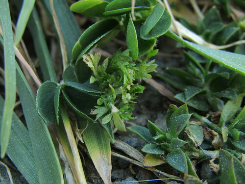 Cotula australis (Common Cotula) (alternate view 9)