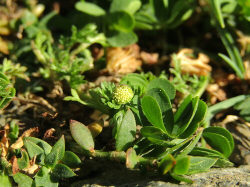 Cotula australis (Common Cotula) (alternate view 6)