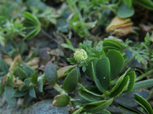 Cotula australis (Common Cotula) (alternate view 7)
