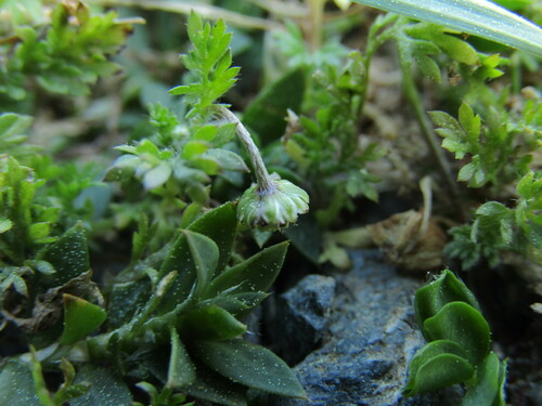 Cotula australis (Common Cotula) (alternate view 10)
