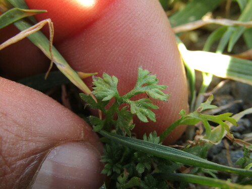 Cotula australis (Common Cotula) (alternate view 8)