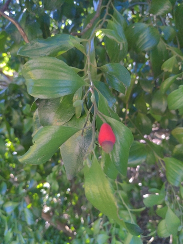 Exocarpos latifolius (Broad Leaved Native Cherry) (alternate view 6)