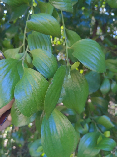 Exocarpos latifolius (Broad Leaved Native Cherry) (alternate view 7)