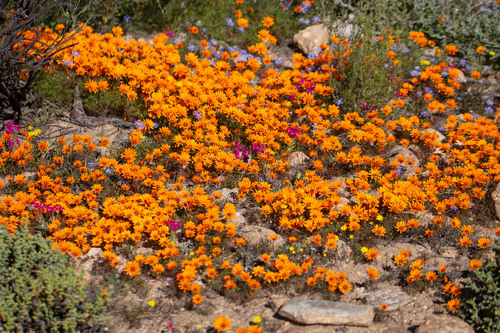 Dimorphotheca (Afro-Australian daisies) (alternate view 2)
