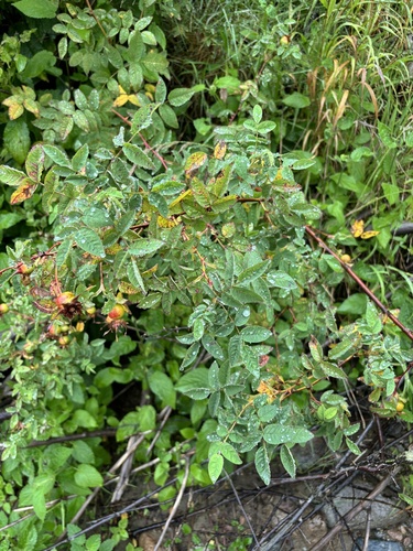 Rosa nutkana (Nootka rose)