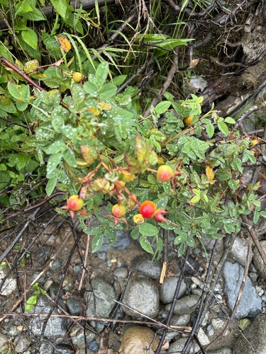 Rosa nutkana (Nootka rose) (alternate view 2)