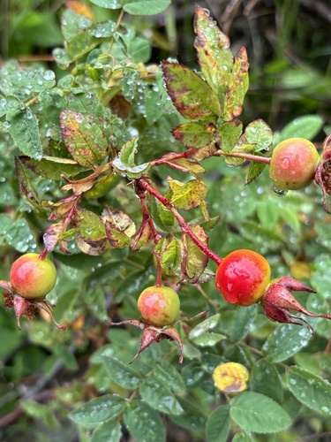 Rosa nutkana (Nootka rose) (alternate view 3)