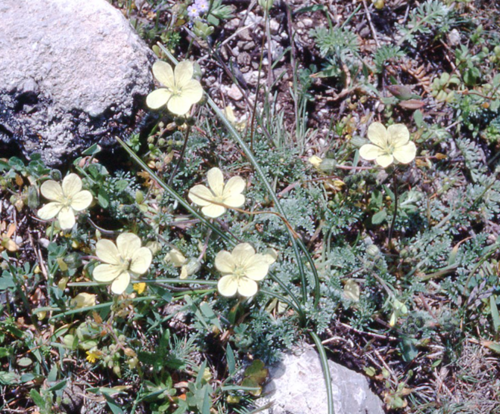 Erodium chrysanthum (Yellow Stork's Bill)