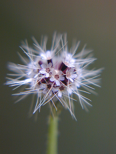 Krigia virginica (Virginia dwarfdandelion)
