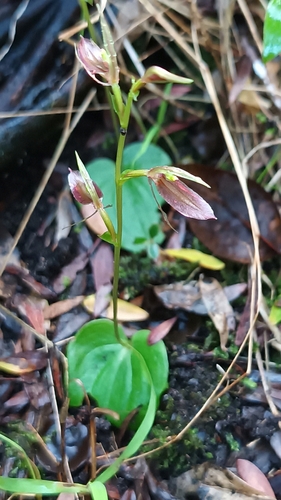 Cyrtostylis robusta (large gnat-orchid)